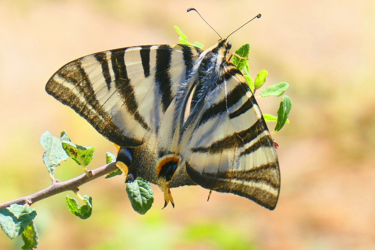 Chupaleches posada y con las antenas erguidas.