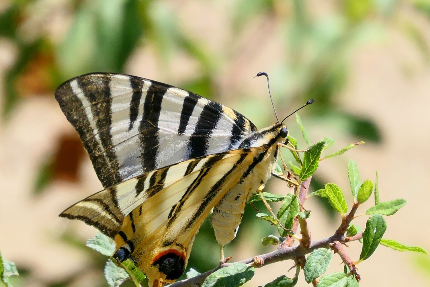 Chupaleches, detalle del interior y del exterior de las alas.