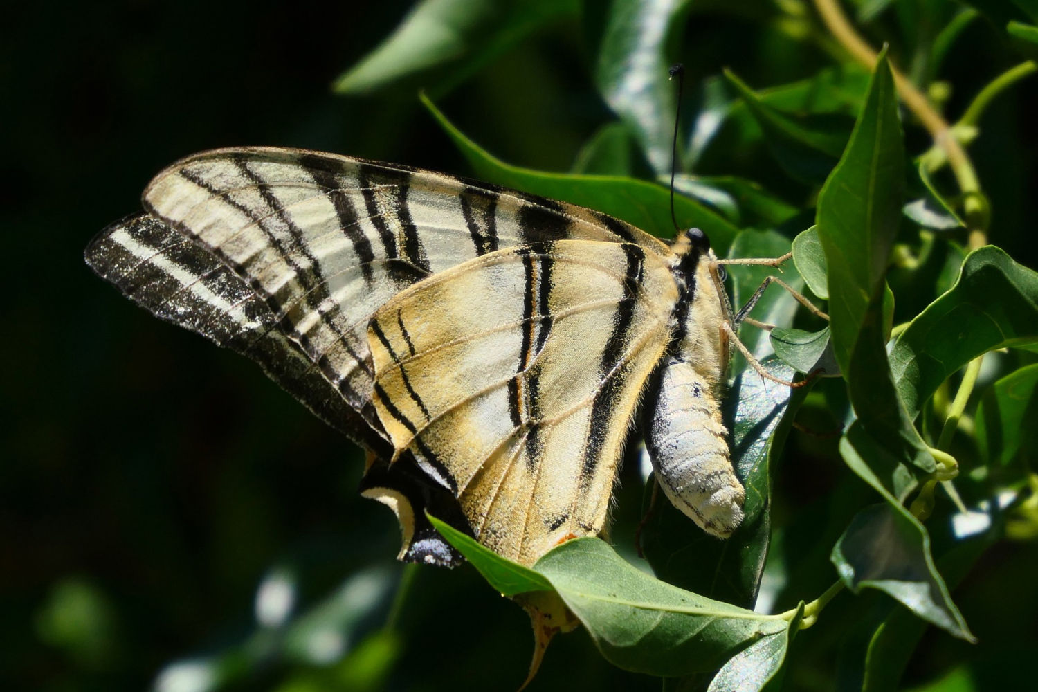 Chupaleches entre las hojas.