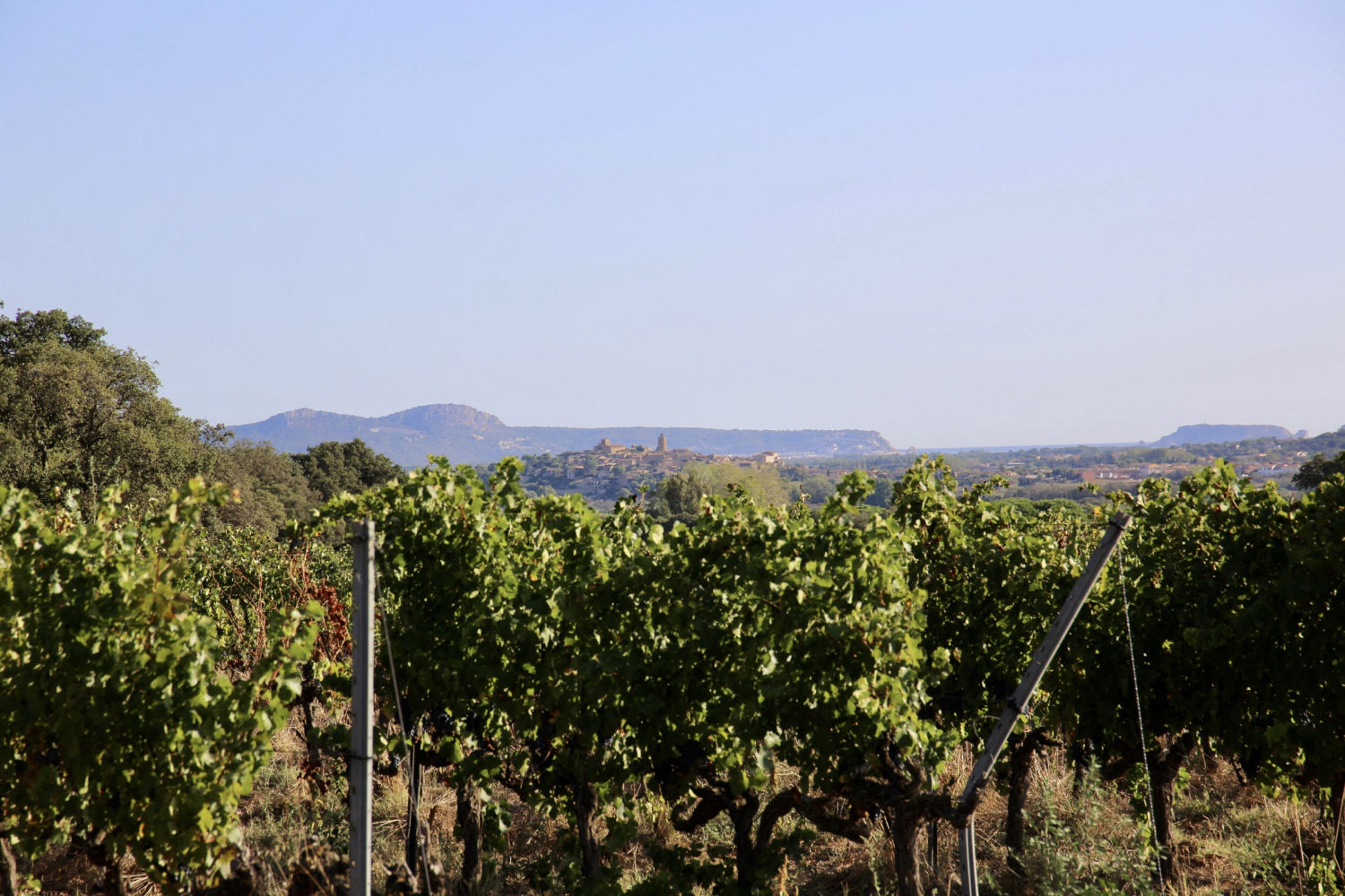 Viña en Torrent, en el Baix Empordà, a punto para la vendimia.