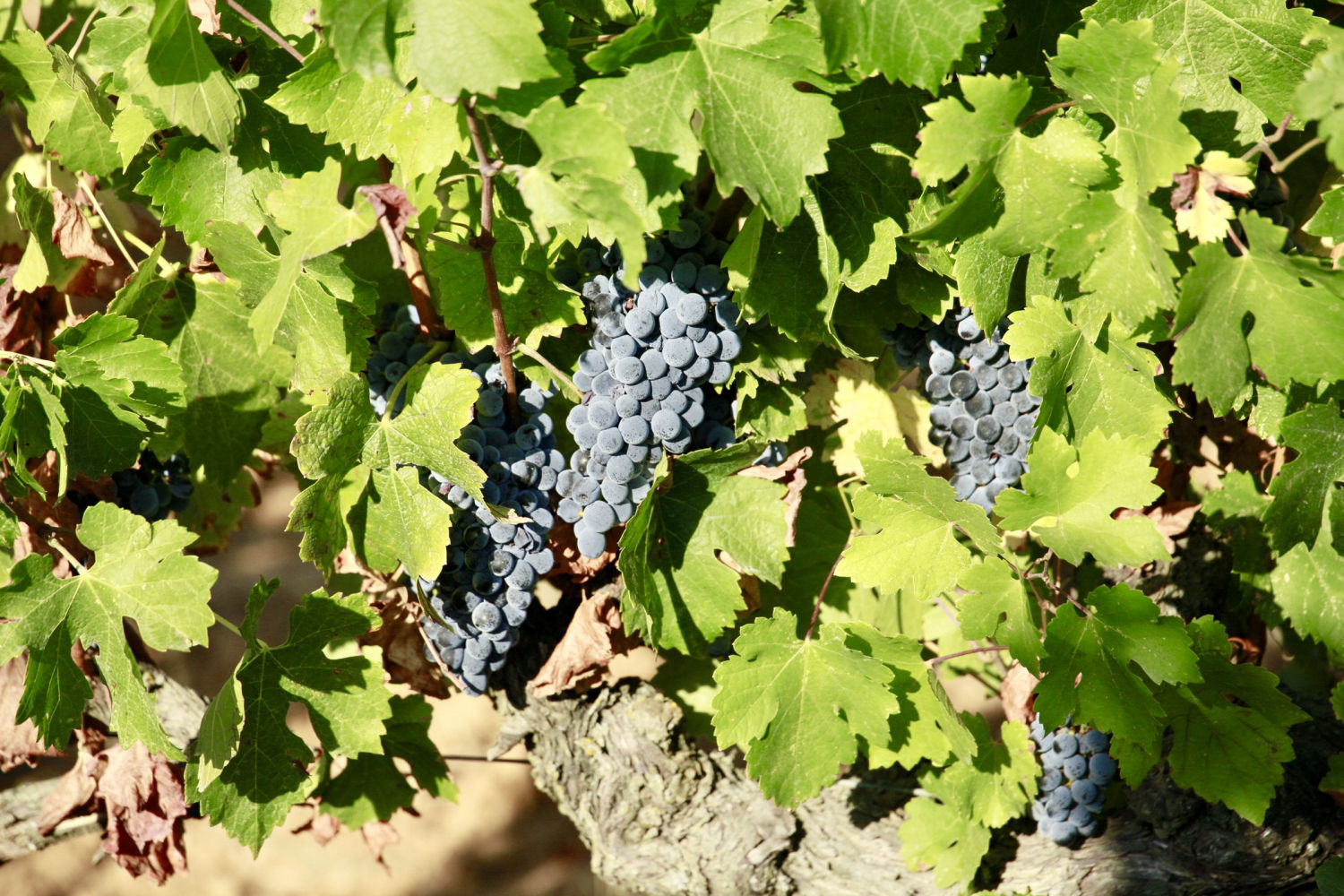 Viña en Torrent, en el Baix Empordà, a punto para la vendimia.