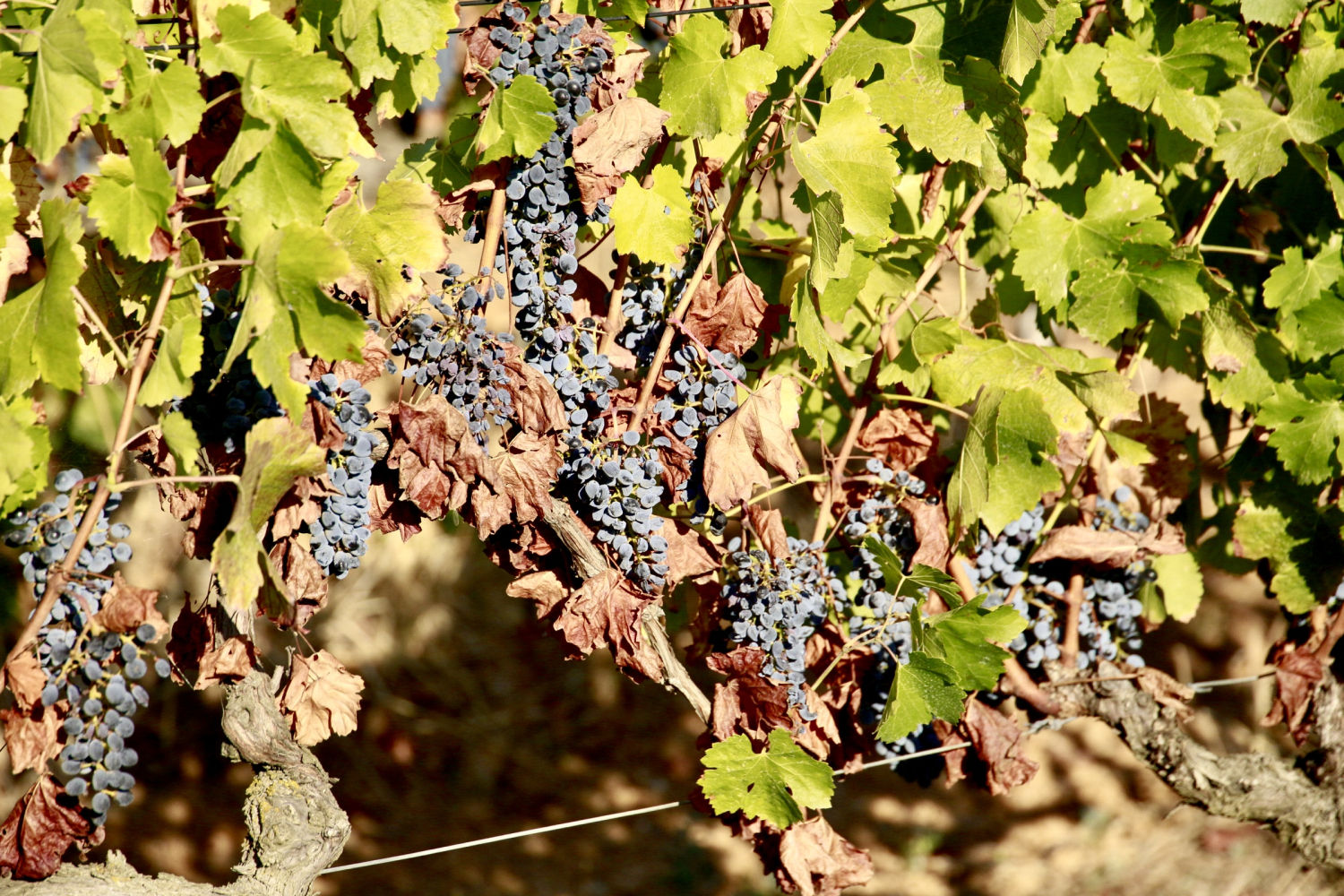 Viña en Torrent, en el Baix Empordà, a punto para la vendimia.
