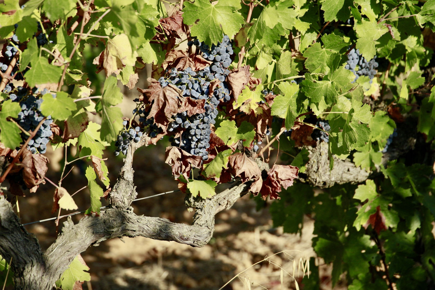 Viña en Torrent, en el Baix Empordà, a punto para la vendimia.