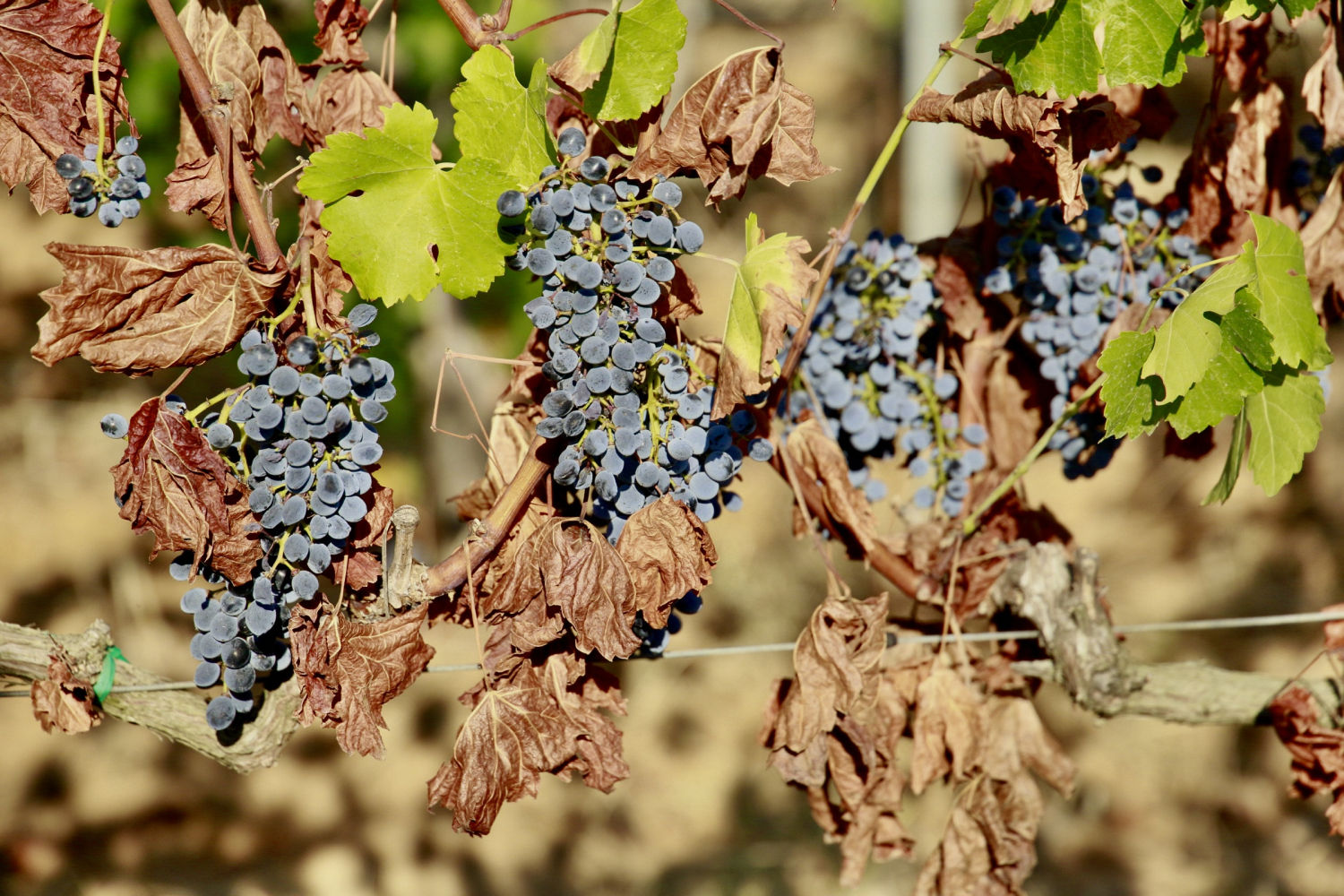 Viña en Torrent, en el Baix Empordà, a punto para la vendimia.