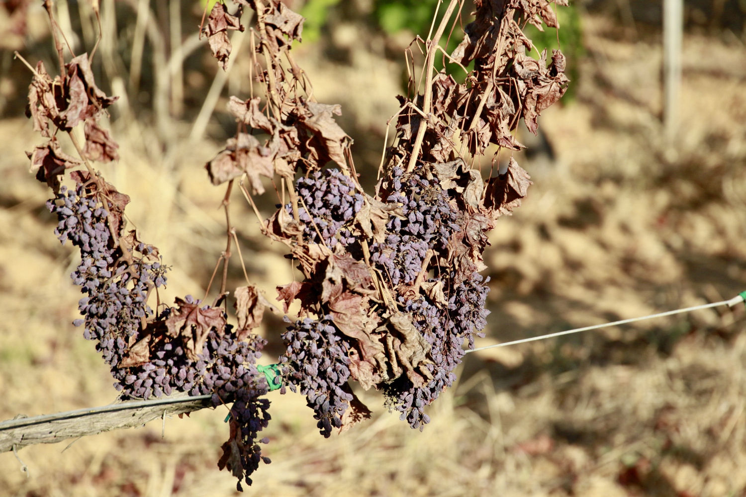 Viña en Torrent, en el Baix Empordà, a punto para la vendimia.