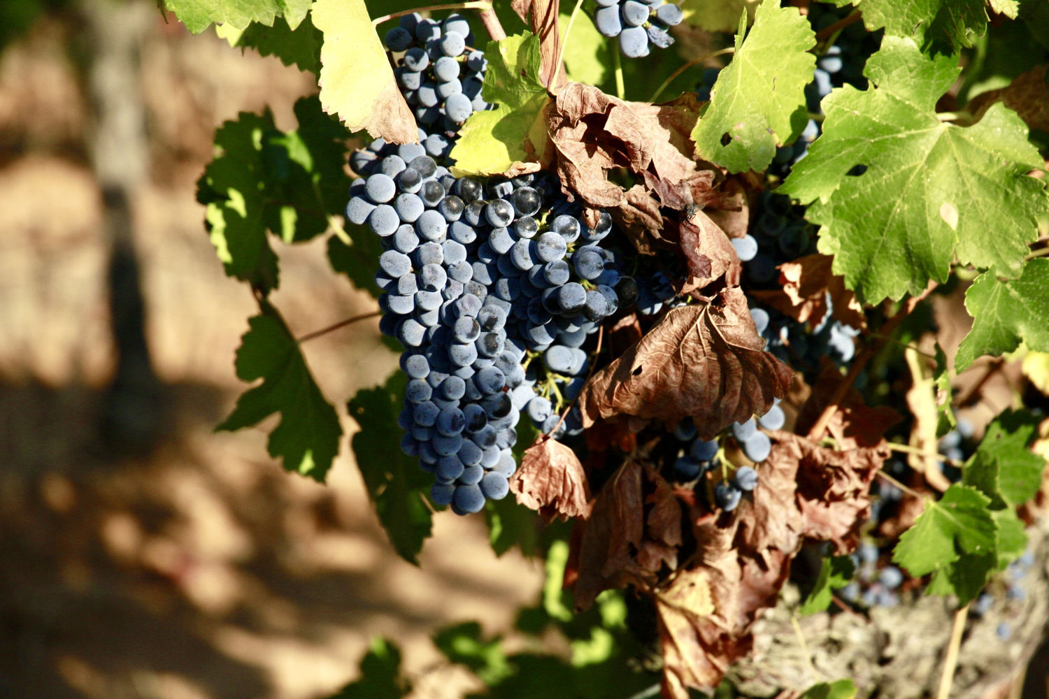 Viña en Torrent, en el Baix Empordà, a punto para la vendimia.