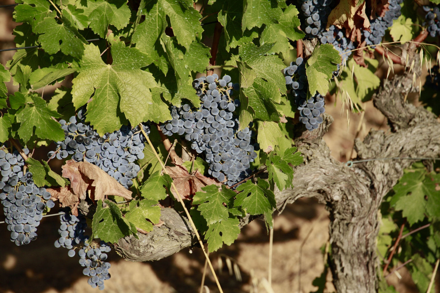 Viña en Torrent, en el Baix Empordà, a punto para la vendimia.