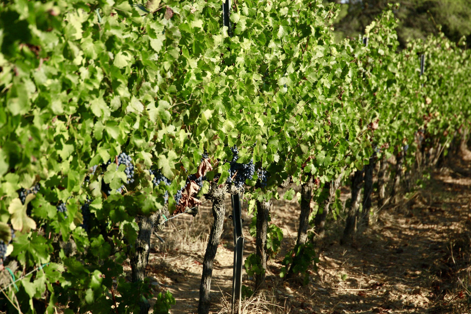 Viña en Torrent, en el Baix Empordà, a punto para la vendimia.