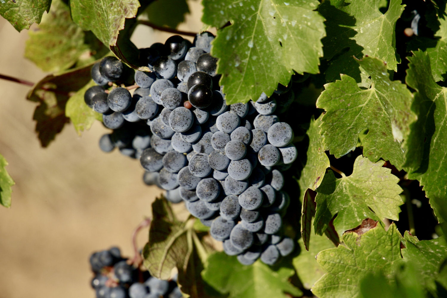 Viña en Torrent, en el Baix Empordà, a punto para la vendimia.