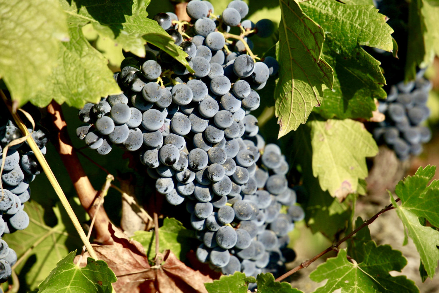 Viña en Torrent, en el Baix Empordà, a punto para la vendimia.