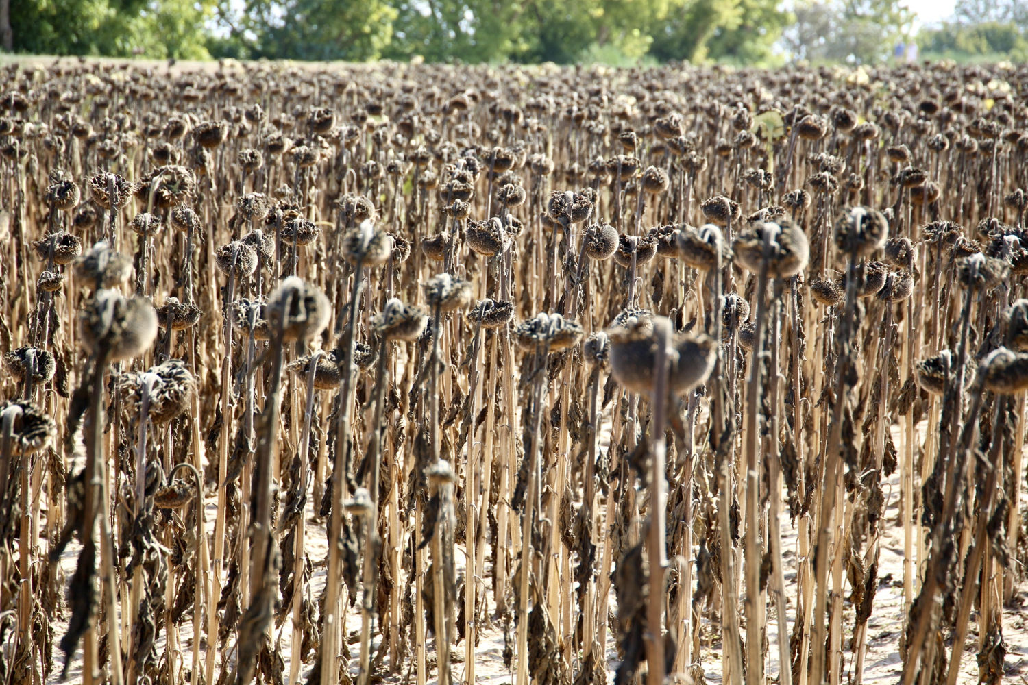 Campo de girasoles secos en Torroella de Montgrí.