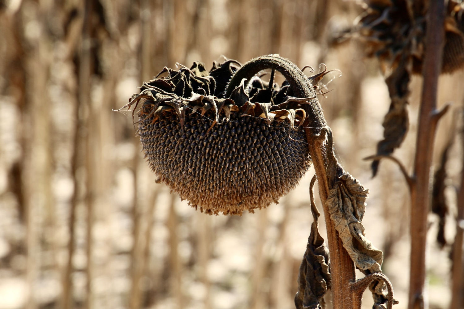 Detalle de un girasol seco.