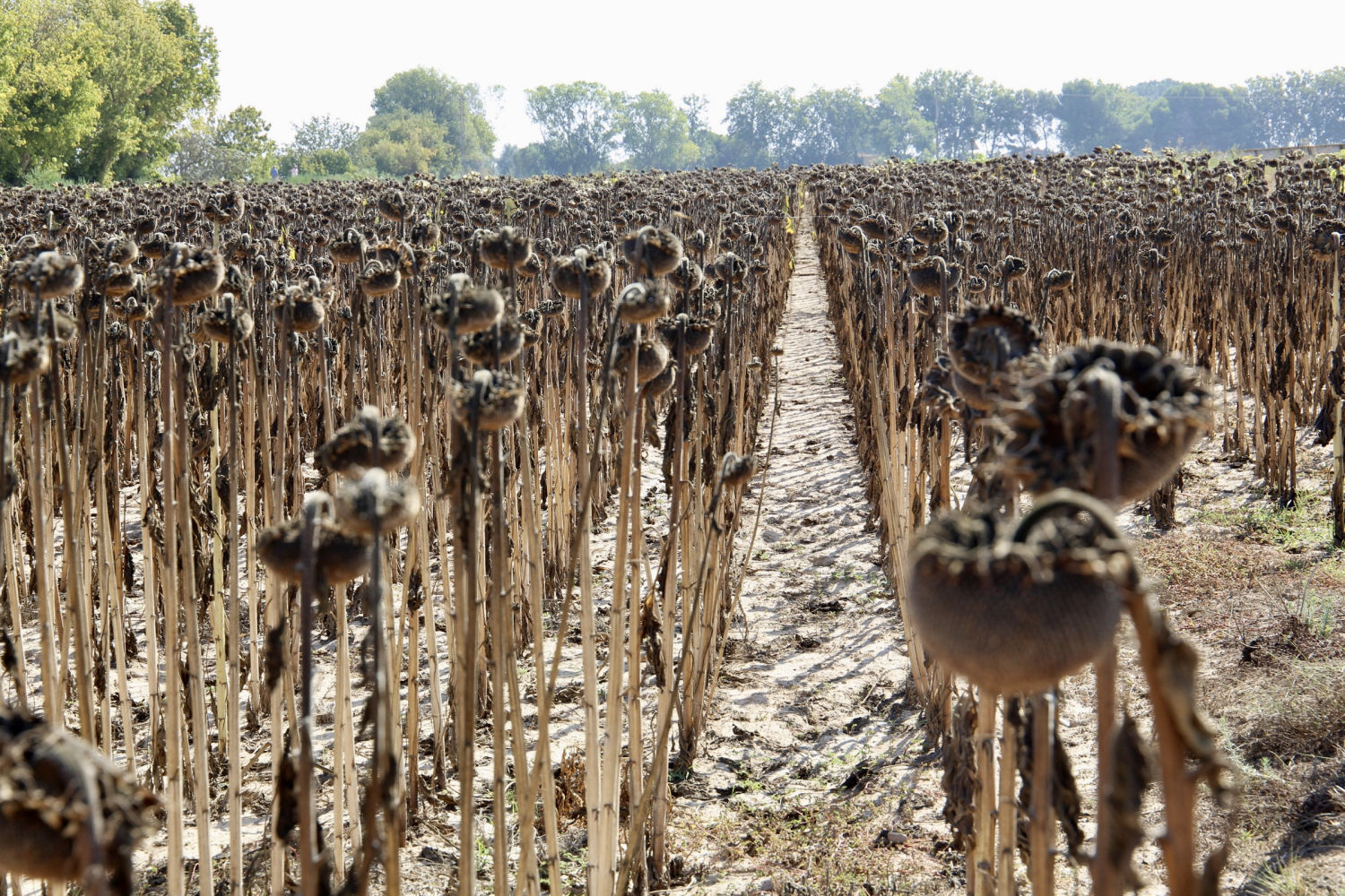 Hilera de girasoles ya secos.