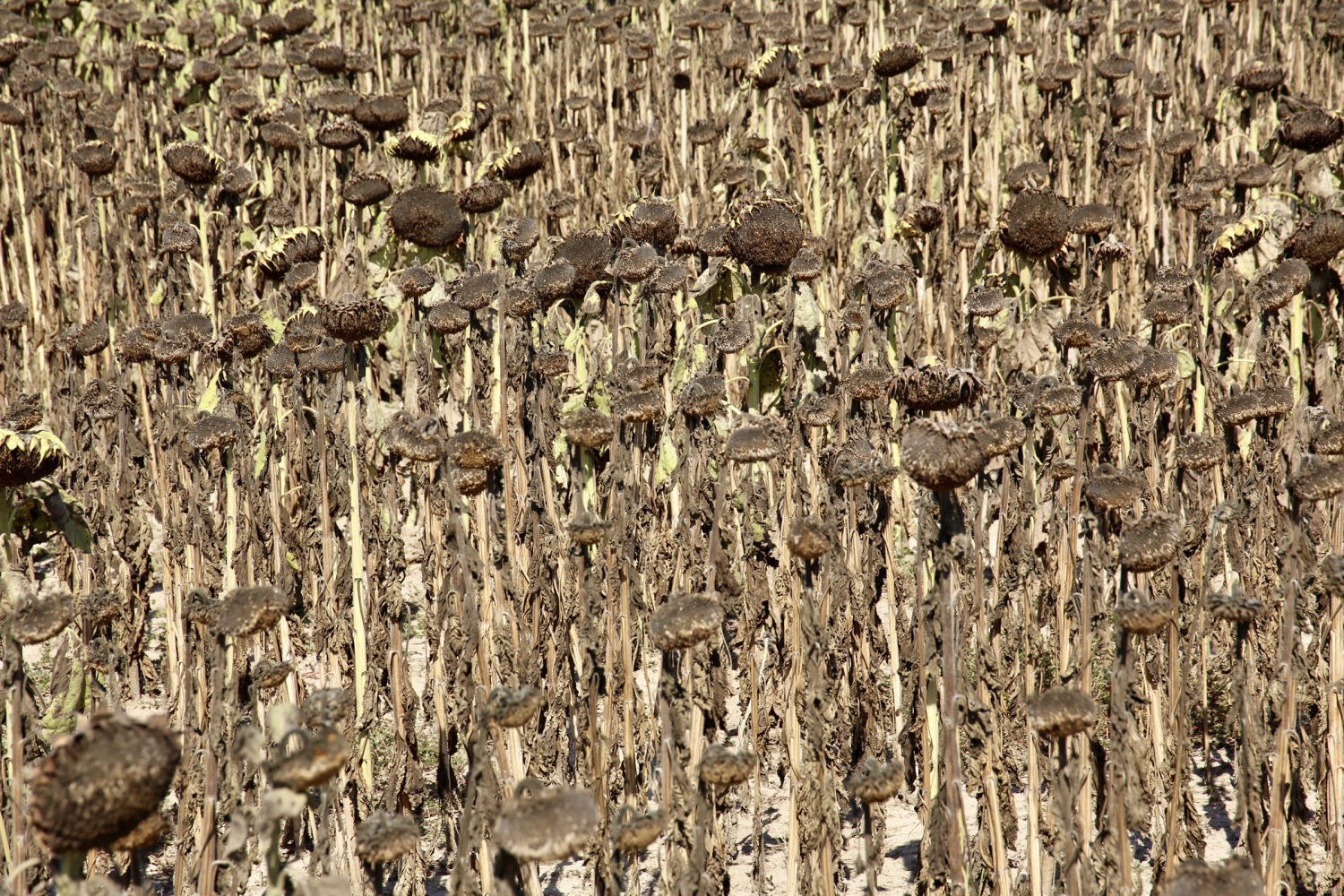 Detalle de un campo de girasoles secos en Torroella de Montgrí.