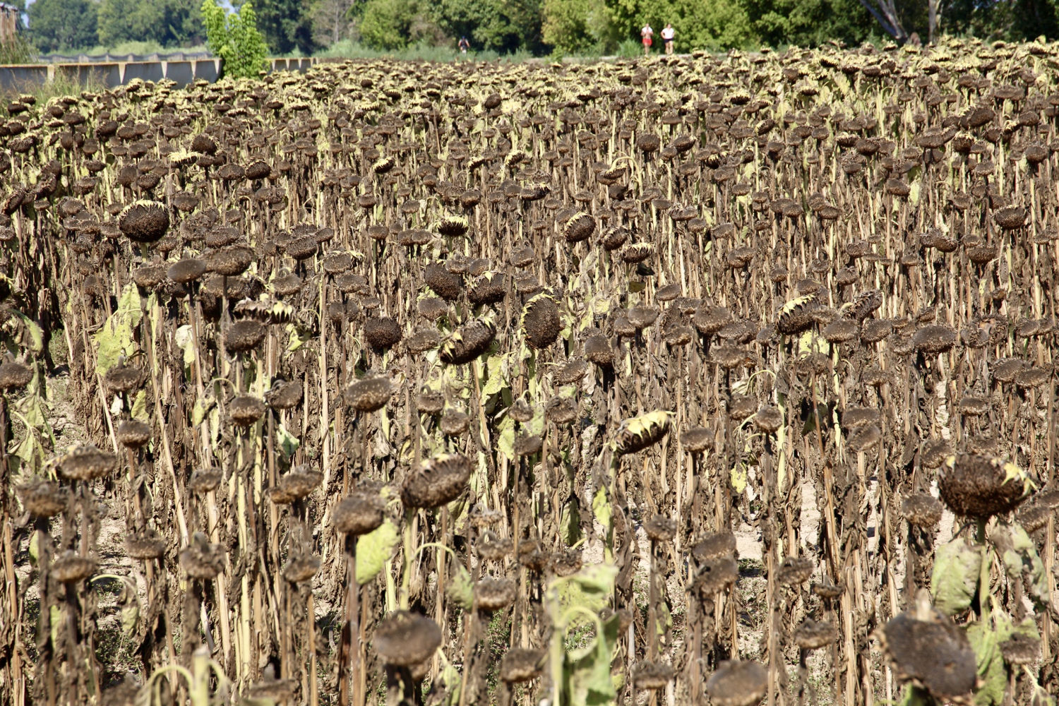 Un ciclista pasa junto a un campo de girasoles ya secos, en Torroella de Montgrí.