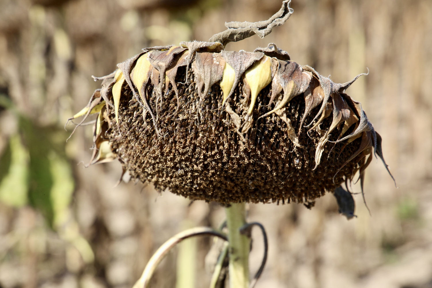 Girasol seco anunciando el fin del verano.