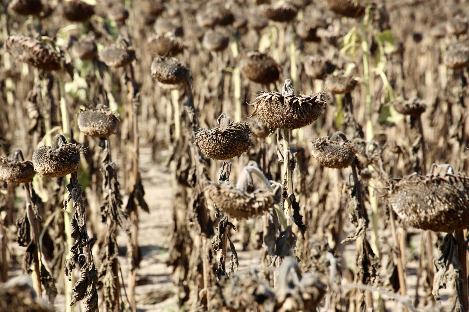 Girasoles secos, en fila.