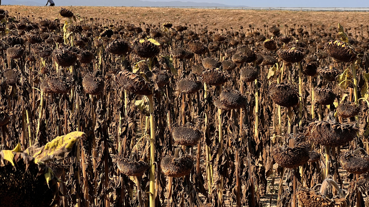 El color de los girasoles secos.