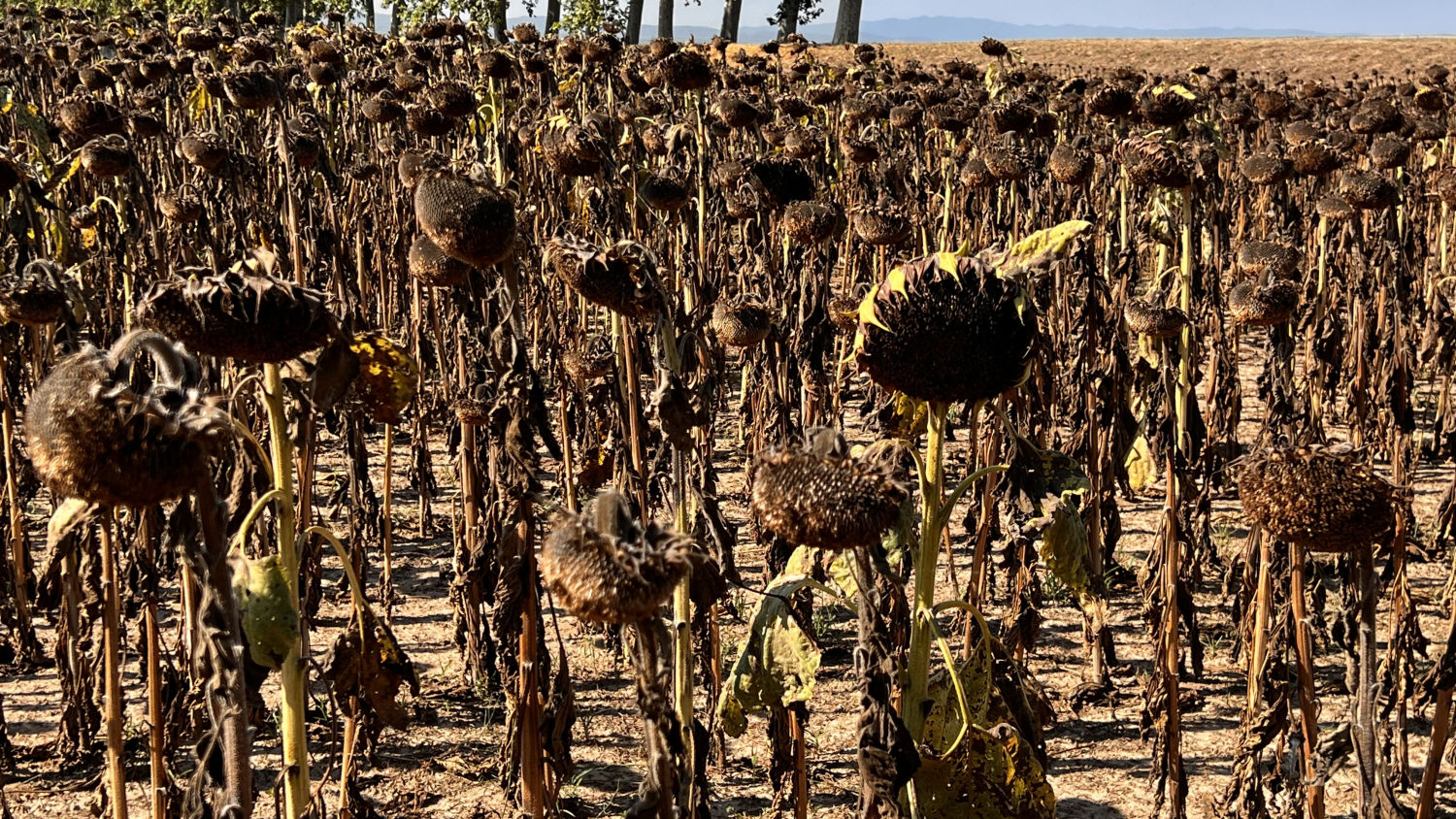 Girasoles secos en el fin del verano en Torroella de Montgrí.