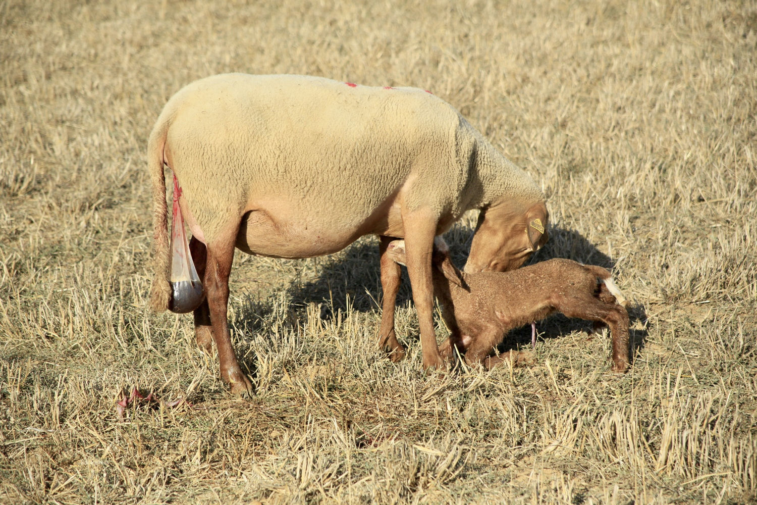 La madre oveja hace mimos al cordero recién nacido.