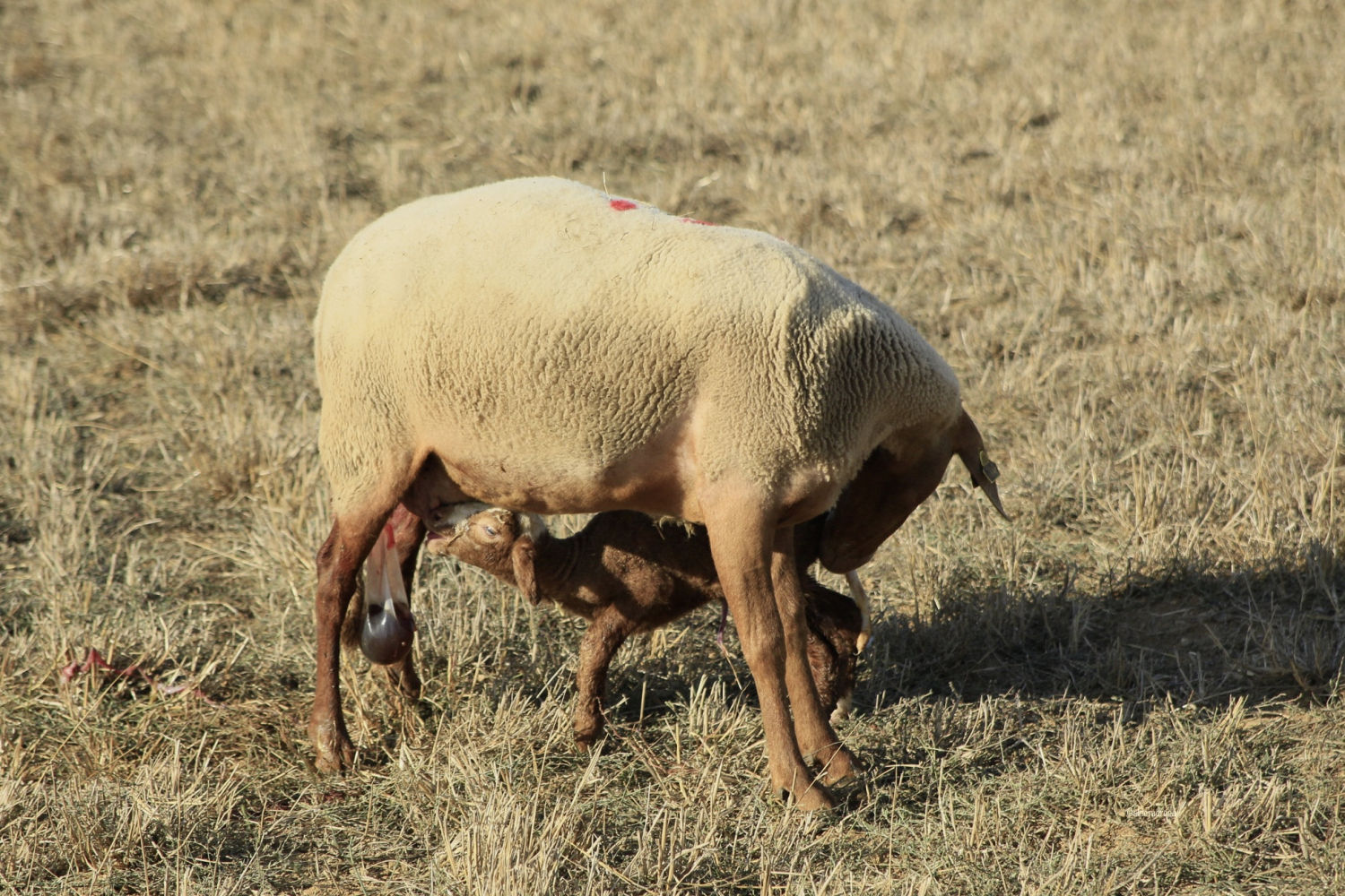 La oveja amamanta al cordero.
