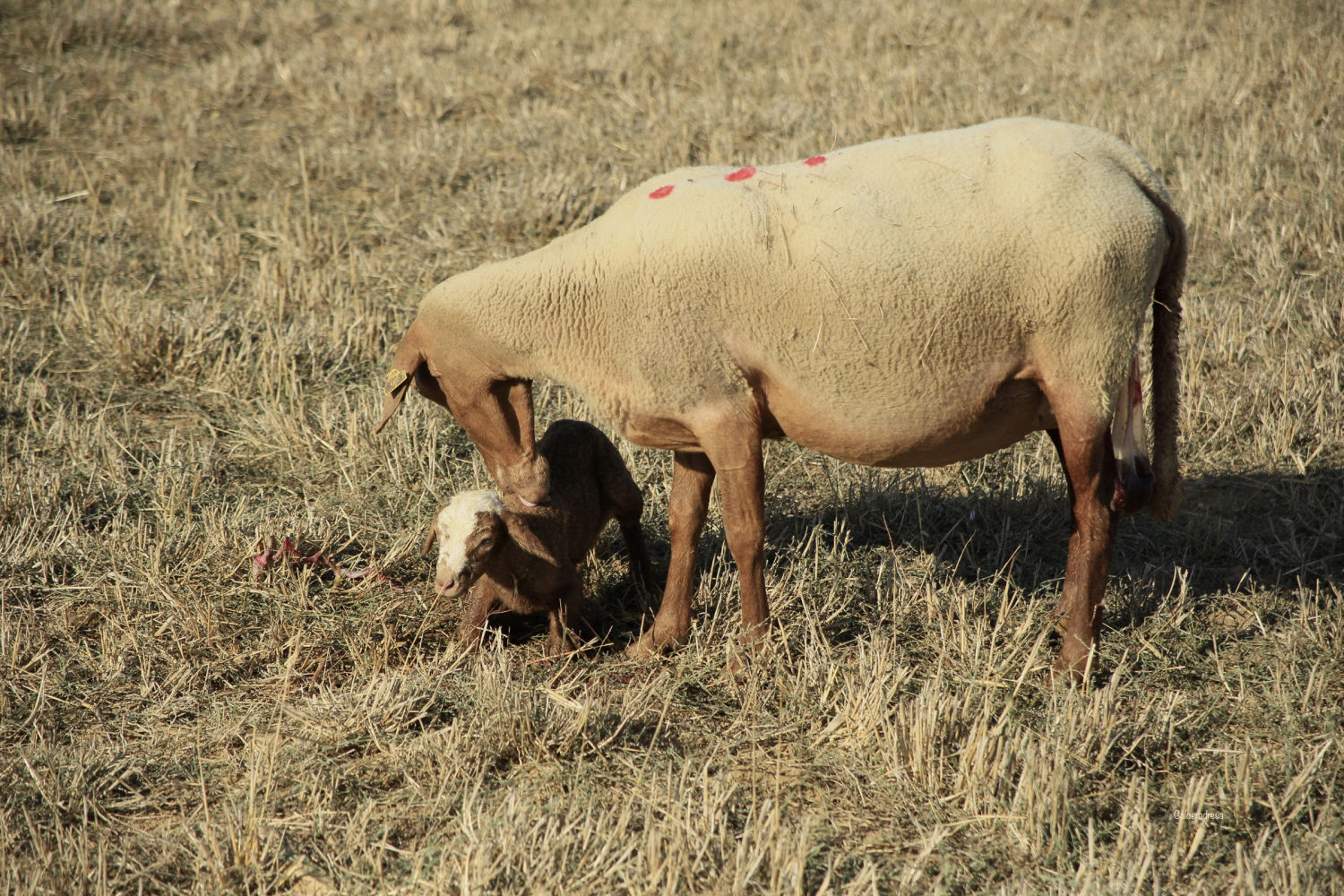 Oveja dando calor a su cría.