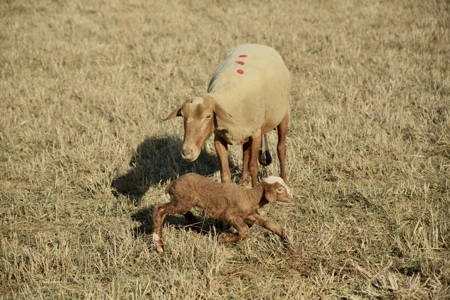 Cordero jugando en torno a su madre.
