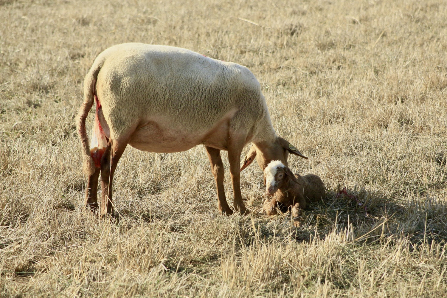 Oveja acariciando a su cría.