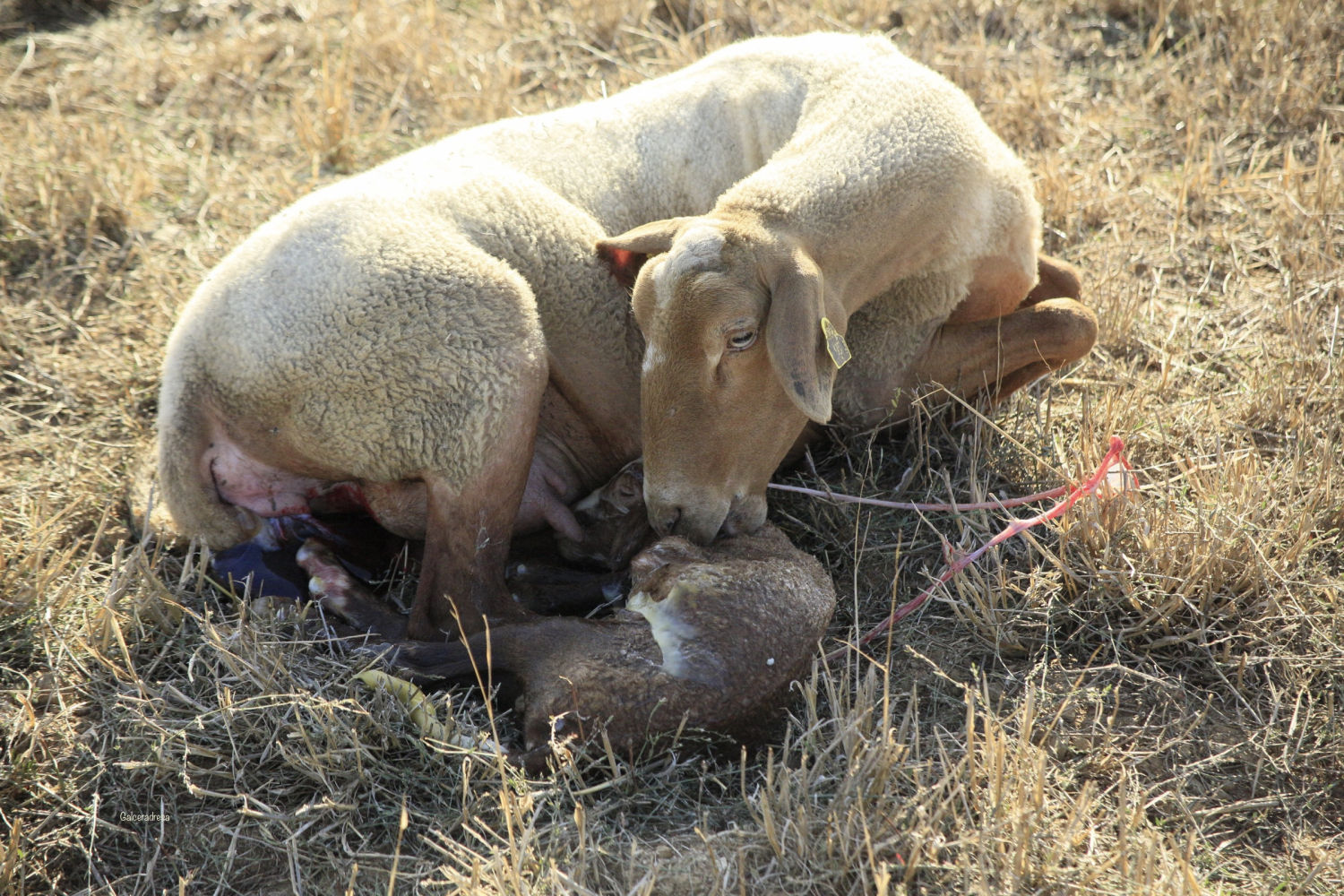 Entrañable escena entre madre y cría.