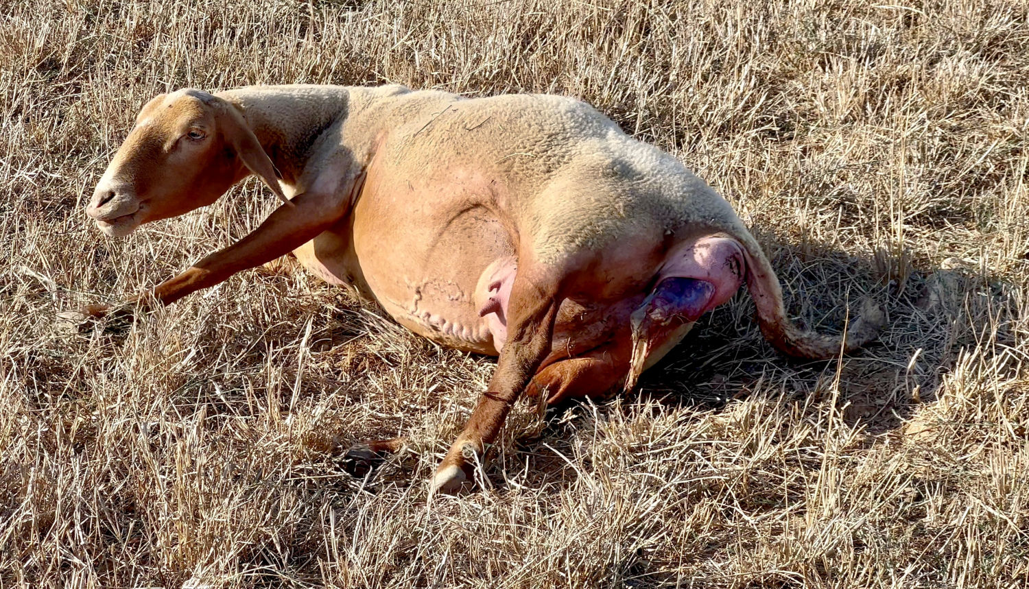 La oveja, en pleno parto.