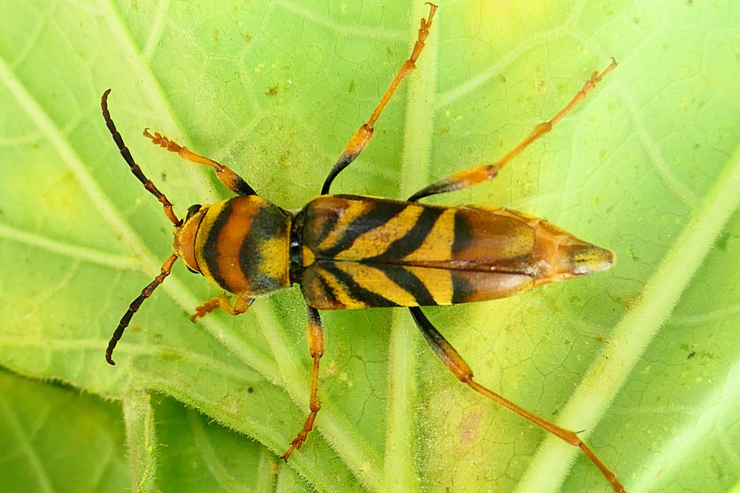 Vista del escarabajo avispa.