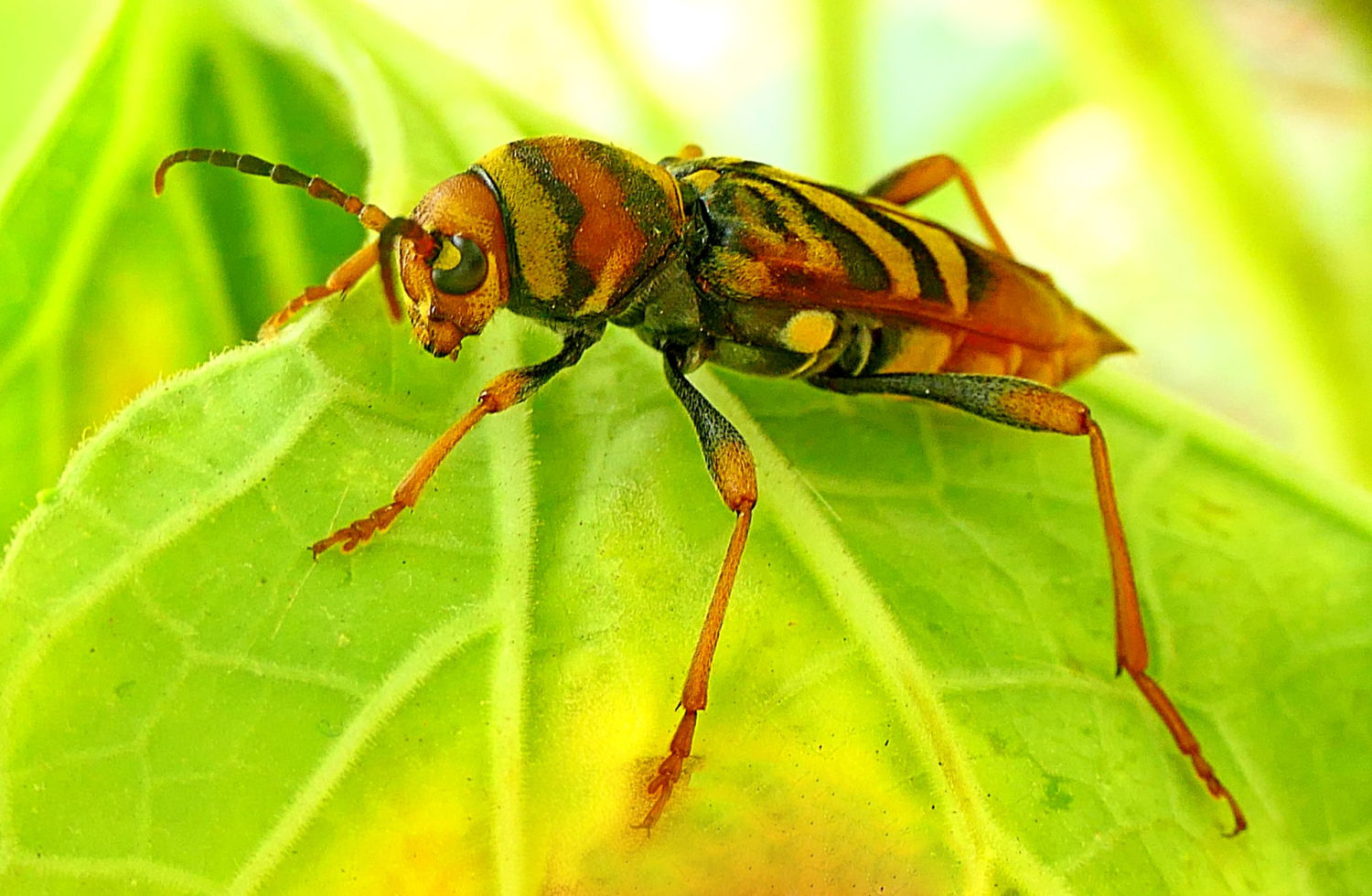 Escarabajo avispa en las hojas de la calabaza de peregrino.