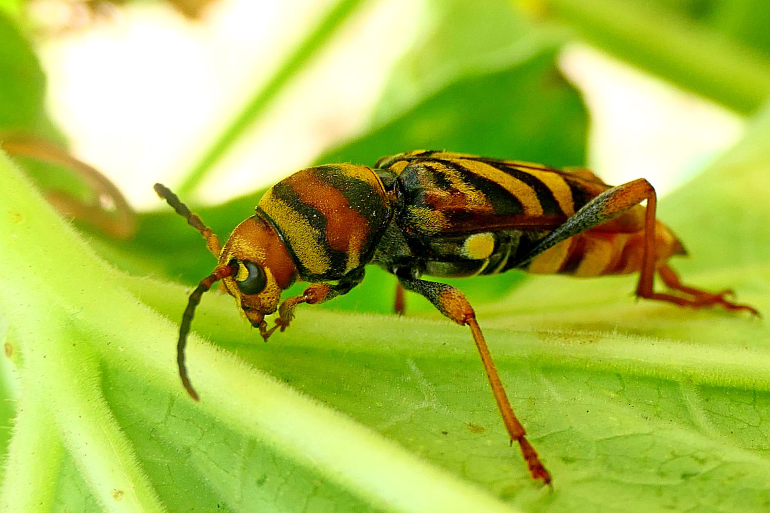 Escarabajo avispa aseándose.