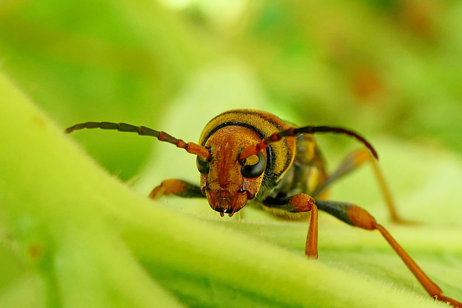 El rostro del escarabajo avispa.