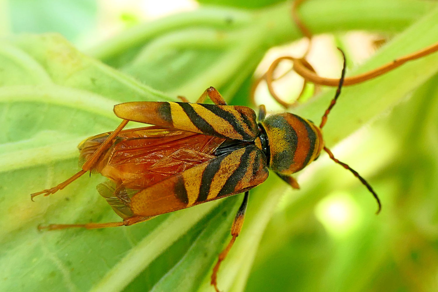 Escarabajo avispa con las alas un poco abiertas.