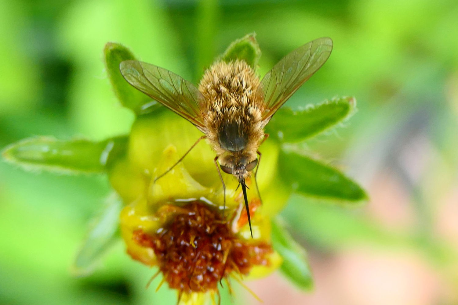 El diminuto Bombylius chupando néctar.