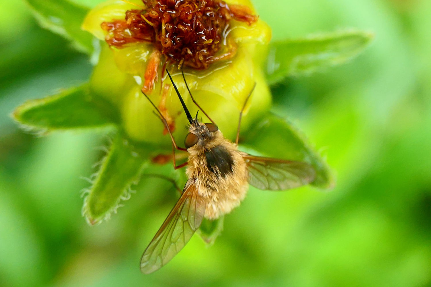 Bombylius licuando el néctar de la flor.