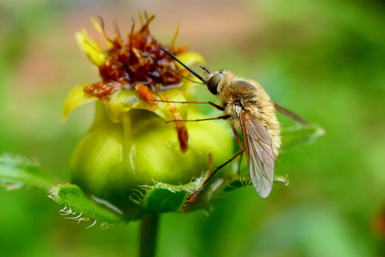 Detalle de la trompa del Bombylius.