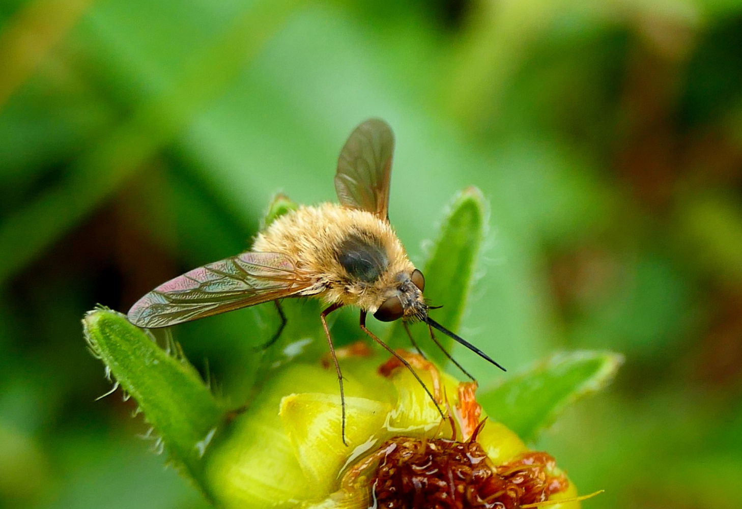 La mosca abeja Bombylius.
