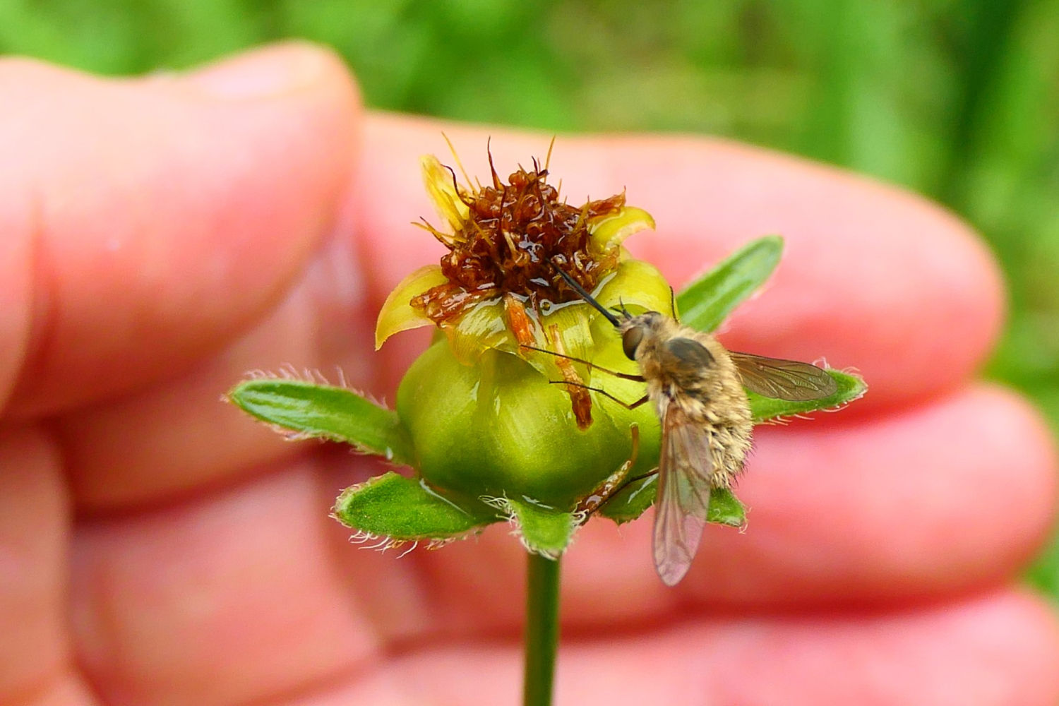 El pequeño Bombylius.