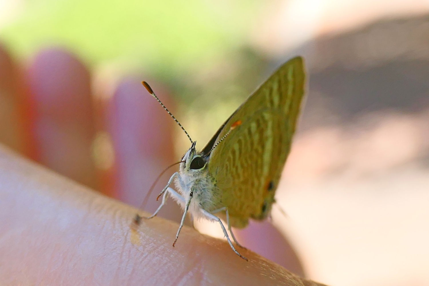 Mariposa canela estriada posada en la mano.