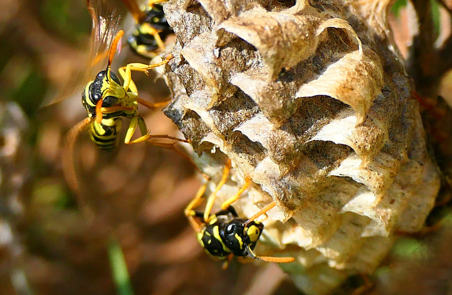 Avispas papeleras refrigerando el nido.