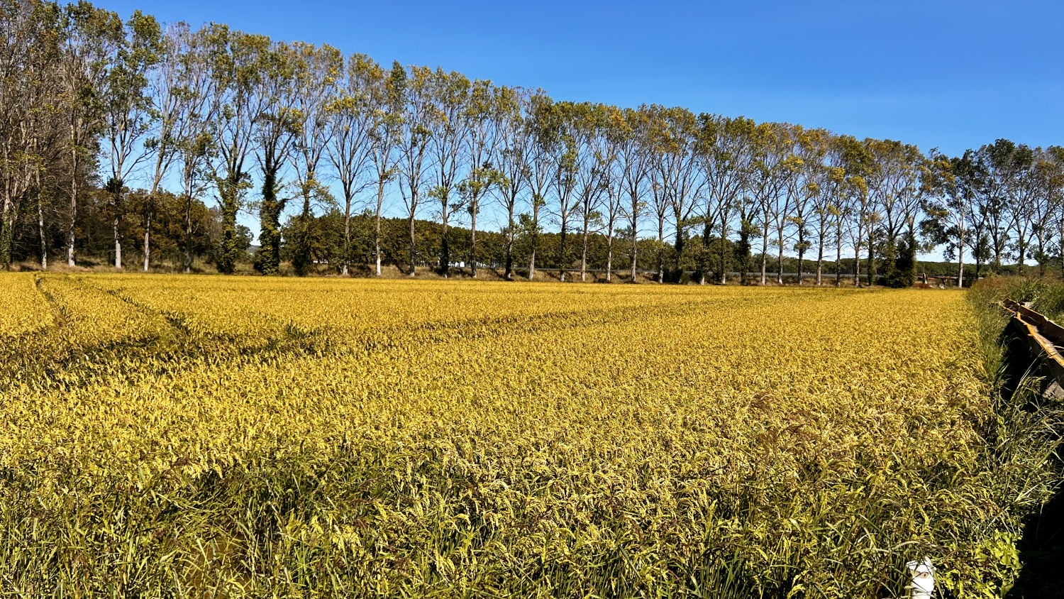 Arrozales dorados de Torroella de Montgrí.