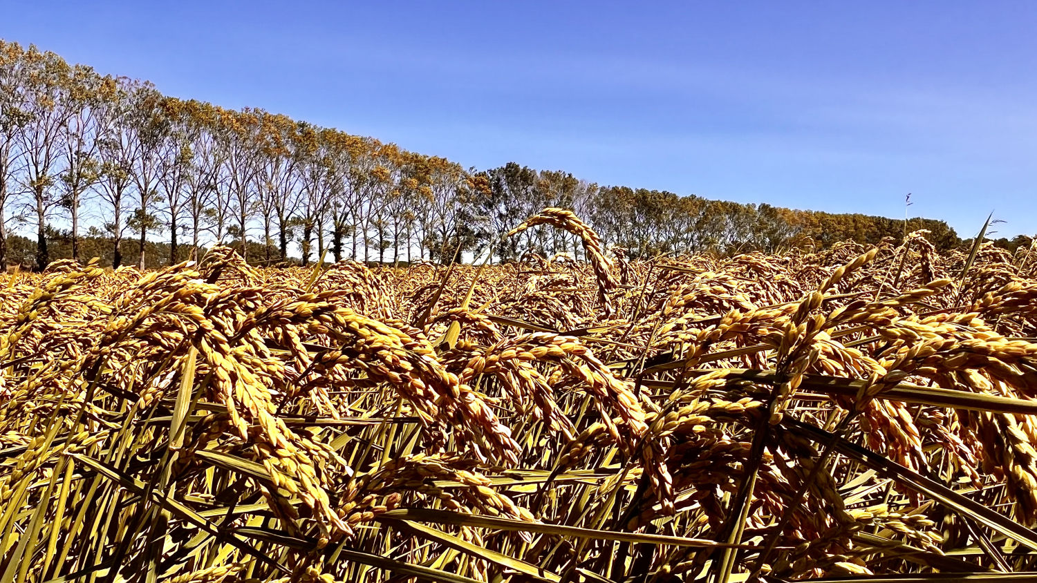 El detalle dorado de los arrozales de Torroella de Montgrí.