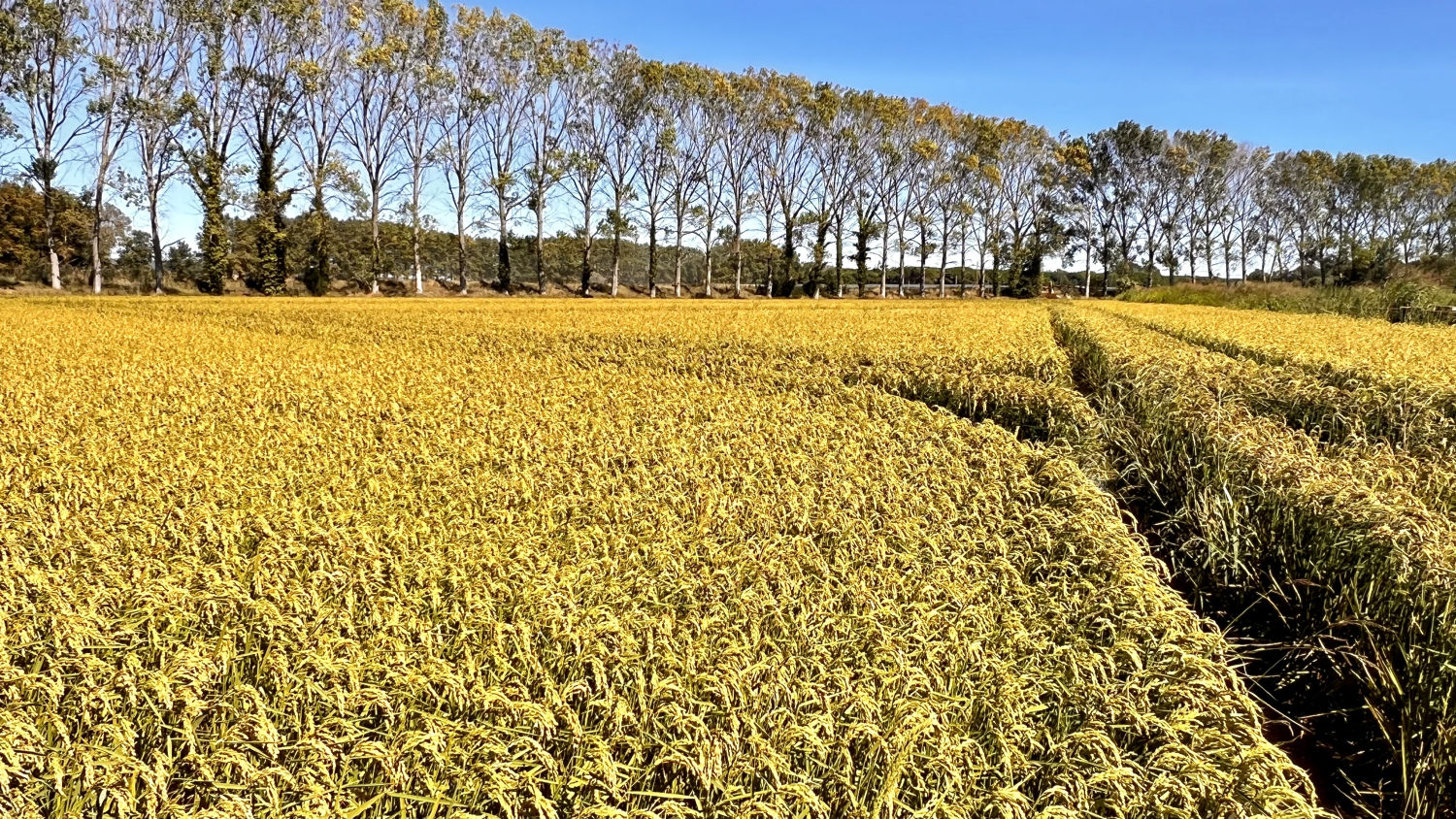 El dorado de los campos de arroz en Torroella de Montgrí.