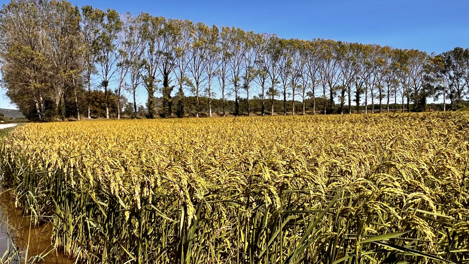 Septiembre dorado en los campos de arroz de Torroella de Montgrí.