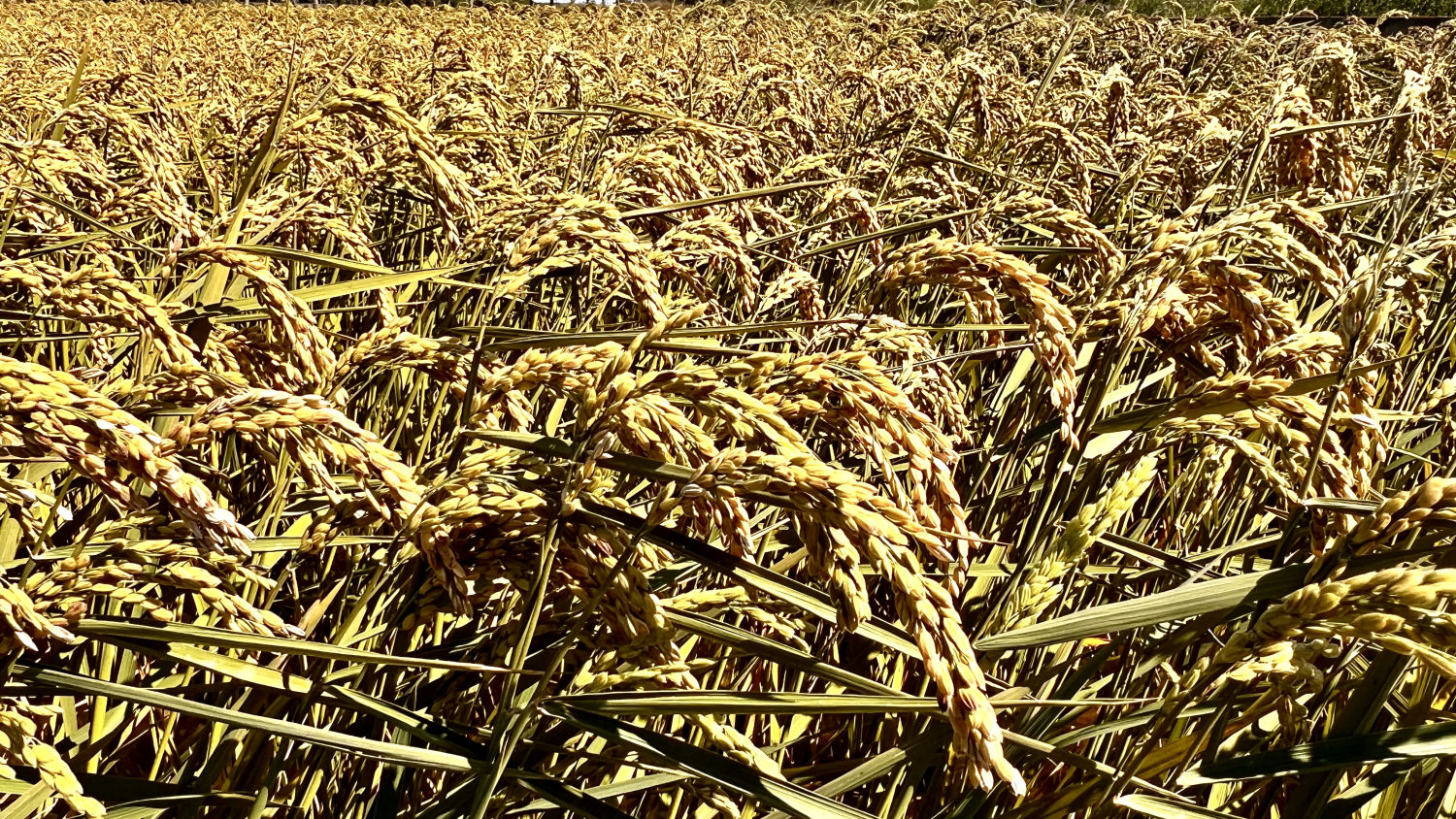 La belleza dorada del campo de arroz de Torroella de Montgrí.