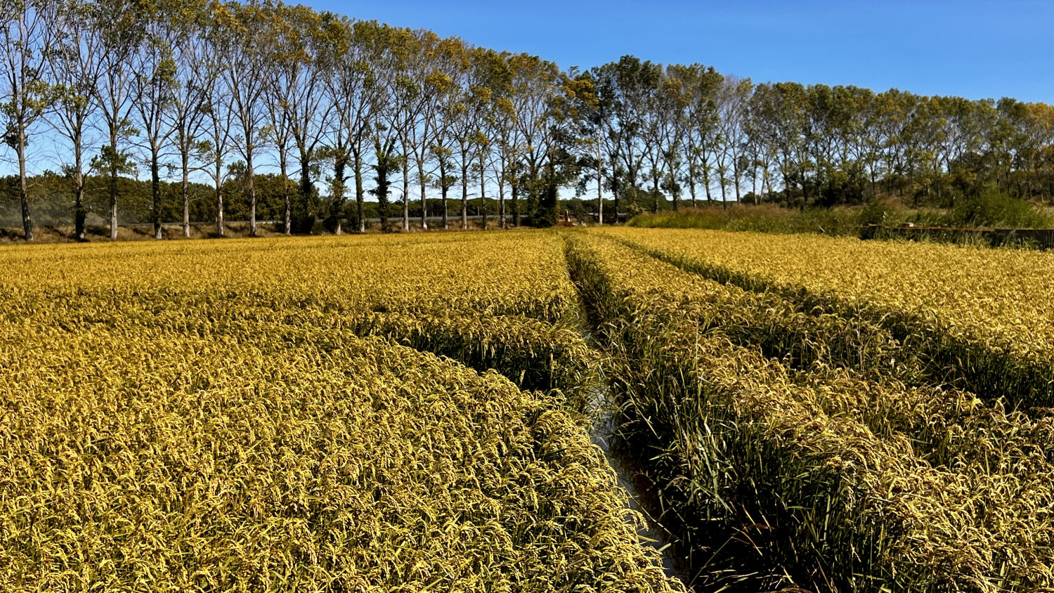 Marcas en los dorados campos de arroz de Torroella de Montgrí.