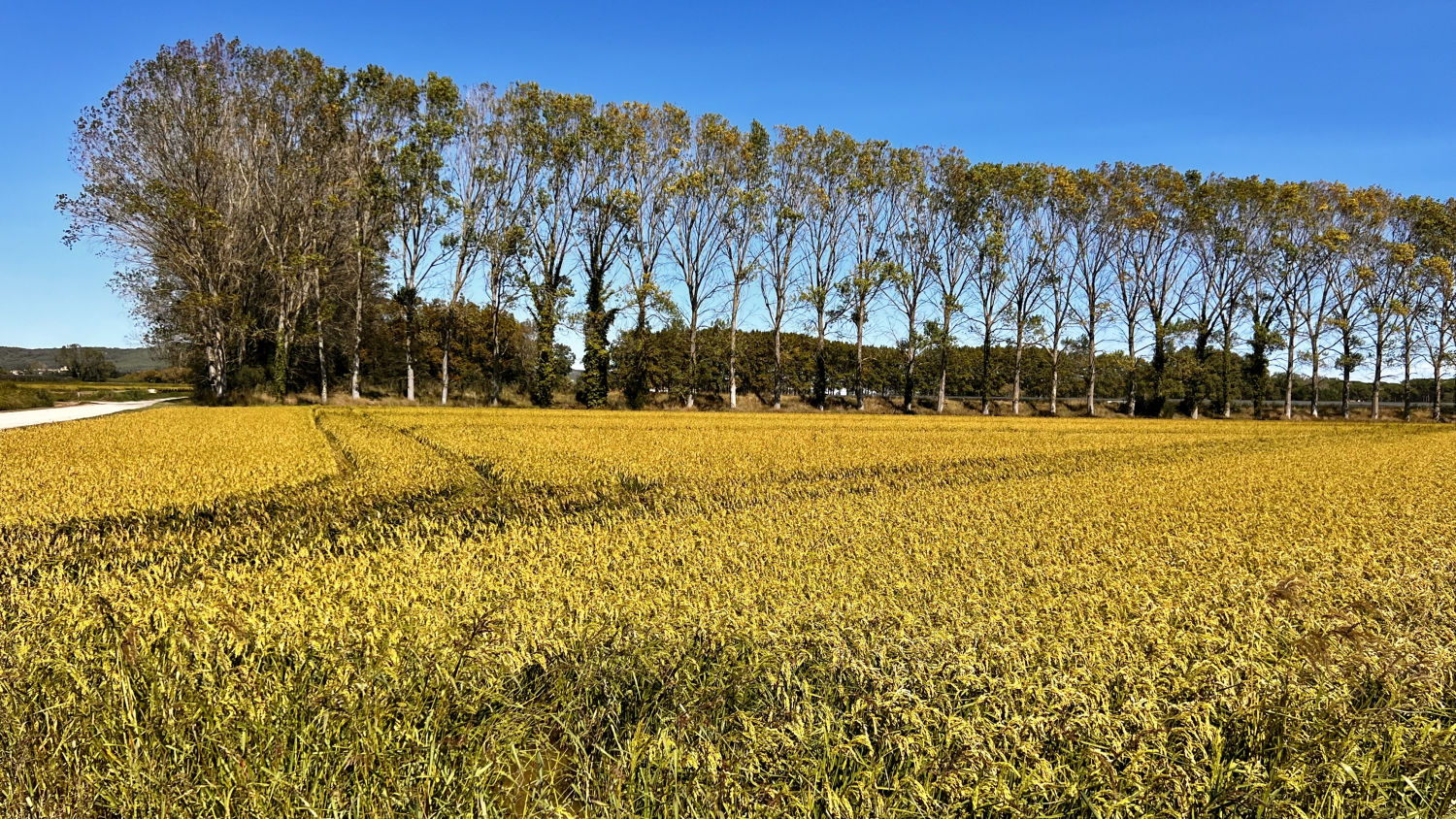 Campo de arroz dorado en septiembre en Torroella de Montgrí.