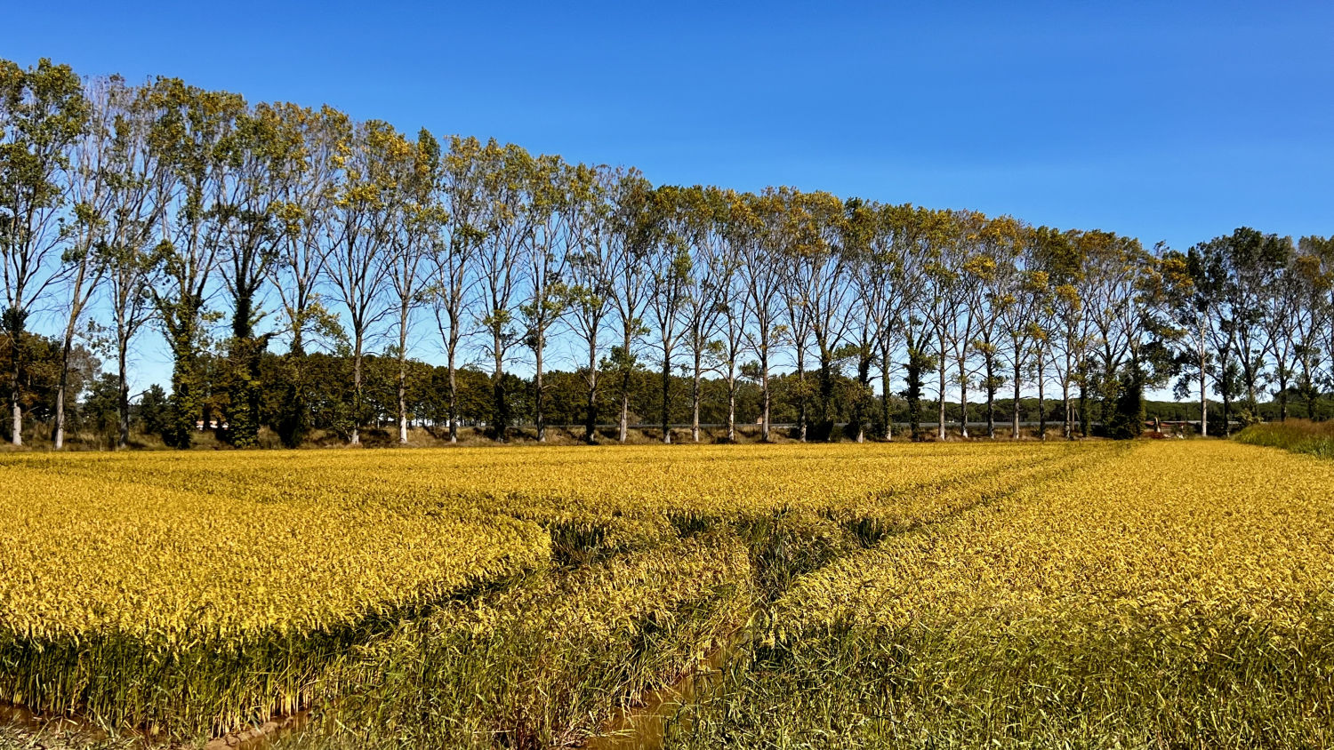 Luce el dorado de los arrozales de Torroella de Montgrí.